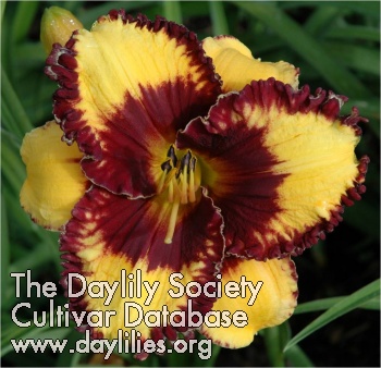 Daylily Fully Exotic